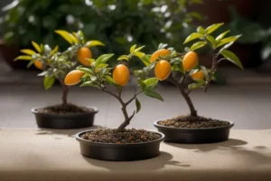 Miniature Citrus Trees