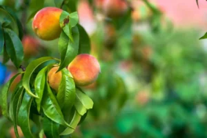 Fast-Growing Peach Tree