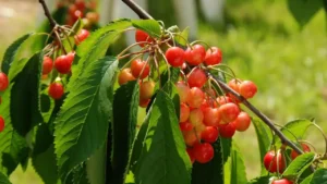 Early-Harvesting Cherry Trees