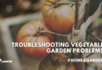 Identifying and Solving Common Issues Encountered in Vegetable Gardens