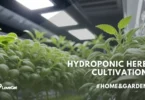 Exploring the Feasibility and Requirements of Growing Herbs Using Hydroponics
