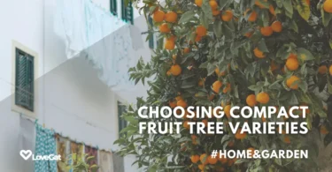fruit tree varieties for limited space