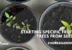 starting a fruit tree from seed